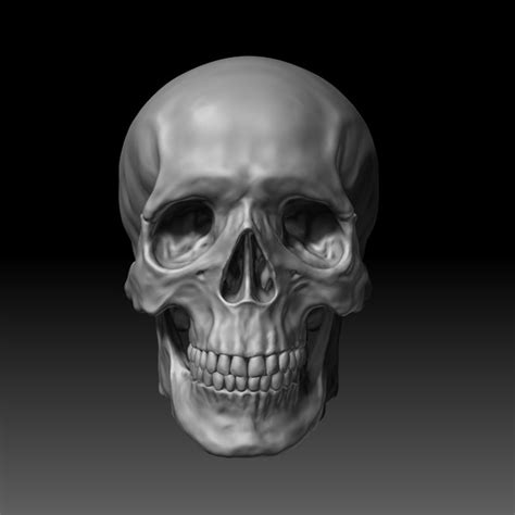 3D модель Человеческий череп - TurboSquid 1390560