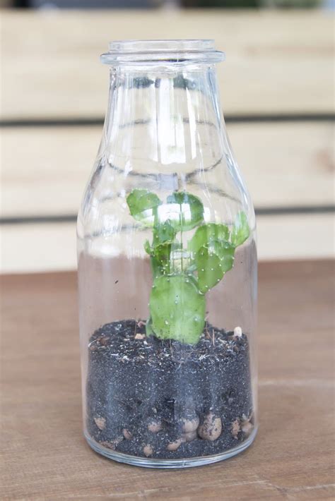 Bottle Garden Plants How To Create Gardens In A Bottle Bottle Garden Plant In Glass Garden