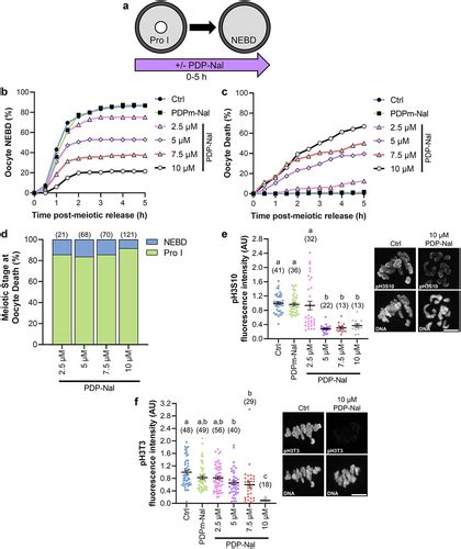 Full Article Oscillations In Pp1 Activity Are Essential For Accurate