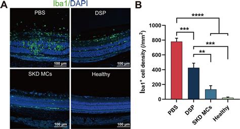 Activation Of Retinal Microglia Under Different Treatments A Effect