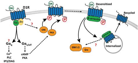 Frontiers The Signaling And Pharmacology Of The Dopamine D Receptor