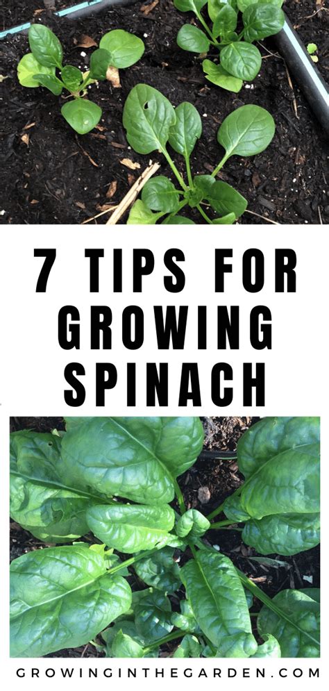 How To Grow Spinach 7 Tips For Growing Spinach Growing In The Garden