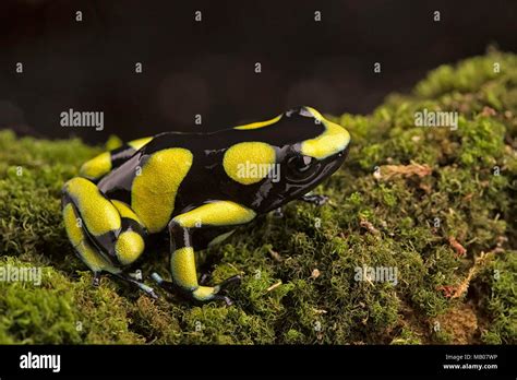 Tropical Poison Dart Frog From The Amazon Rain Forest In Colombia