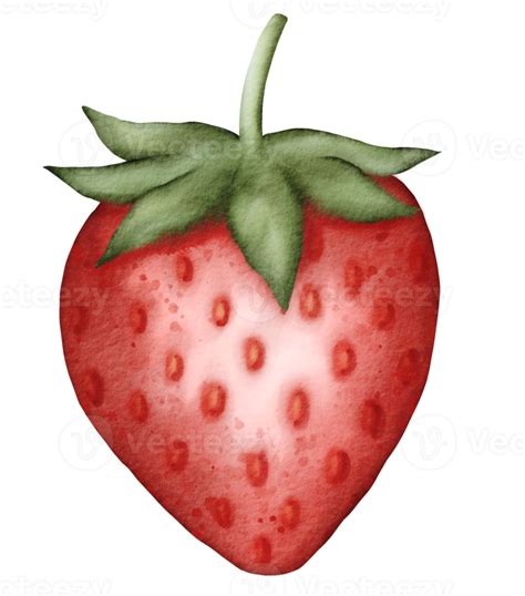 Watercolor Strawberry Hand Drawn Png