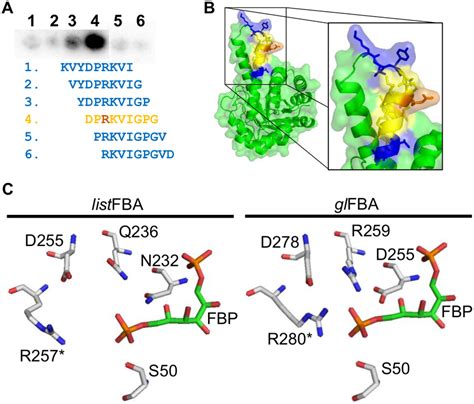 Epitope Mapping Of Mab F And Position Of The Epitope In Fba