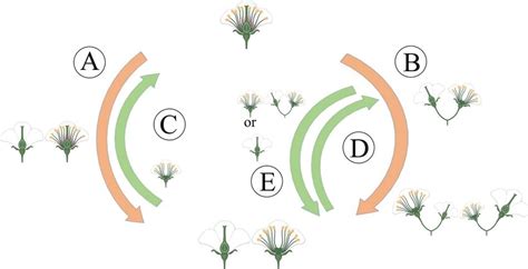 The main evolutionary routes to dioecy. (A) The gynodioecy-dioecy ...