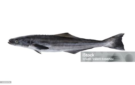 Cobia Fish Or Lemonfish Isolated On White Background Stock Photo