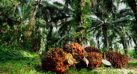 Keluhan Petani Sawit Atas Tingginya Harga Pupuk Non Subsidi