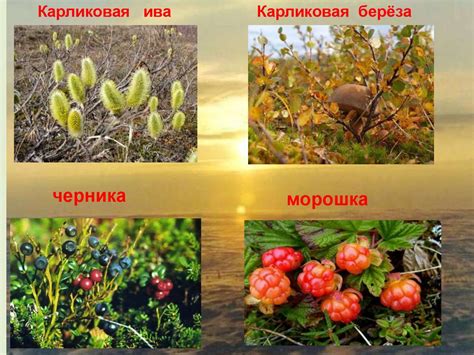 Тундра. Растительный и животный мир тундры. Природные условия тундры ...