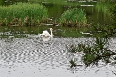 Santuit River Swans Flying Video Slideshow Cape Cod Wave