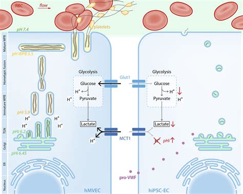 Lowering The Increased Intracellular Ph Of Human‐induced Pluripotent