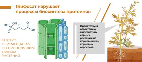 Глифор Форте | Торговый Дом «Кирово-Чепецкая Химическая Компания»