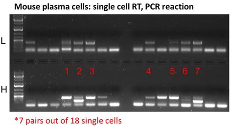 Antibody Hybridoma Sequencing Service Itsbio