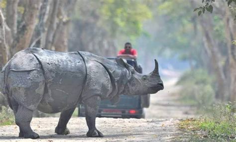 The Rhino Population Of Kaziranga National Park In Assam Rises By