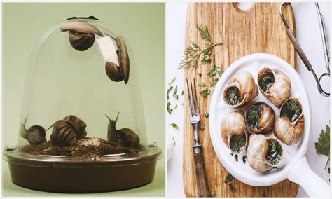 Grow Your Own Escargot Devenez Leveur D Escargots Escargot