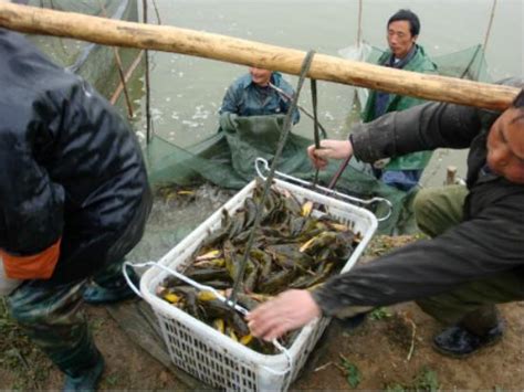 黃顙魚養殖要想賺錢需注意這三點，每畝能多賺2000塊錢 每日頭條