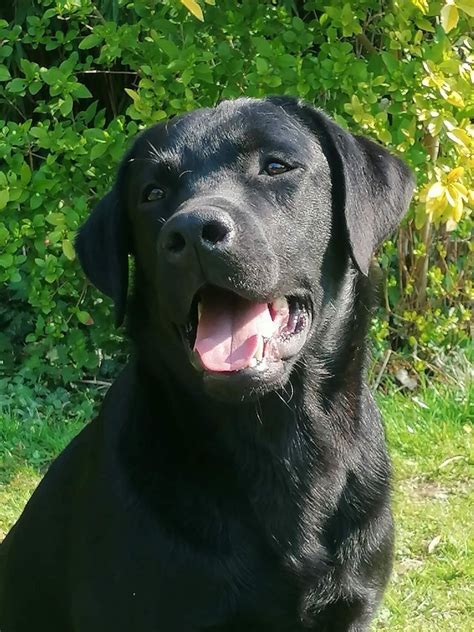 Chien Labrador Retriever Samuel Sans Affixe