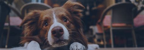 Dog Friendly Pubs And Places To Eat In Northumberland