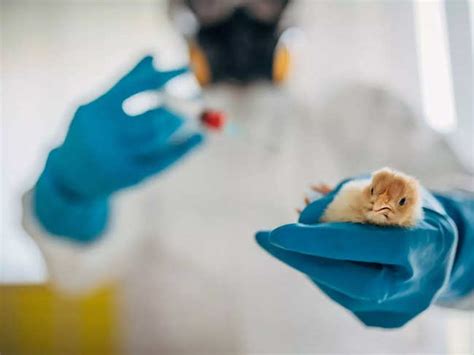 Bird Flu UK Researchers Achieve Breakthrough In Curbing Bird Flu