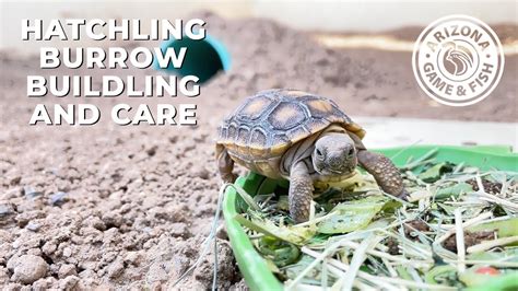 Desert Tortoise Habitat Model