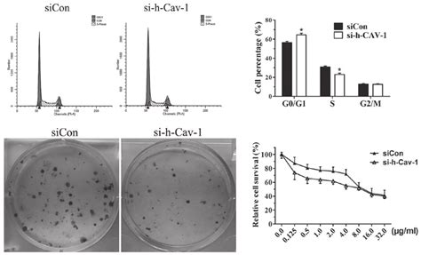 Effect Of Caveolin Knockdown On The Cell Cycle Colony Formation And