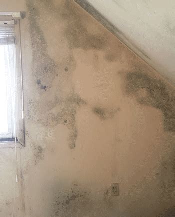 Licensed Mold Assessors | Licensed Mold Contractors | Monroe MI, Dundee ...
