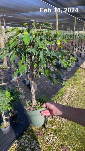 17 Ficus Audrey Character 8 Tri State Foliage In House Availability