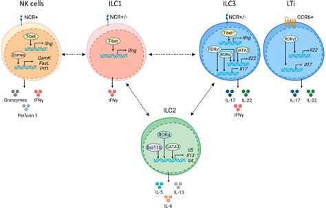 Frontiers Transcriptional Control Of Ilc Identity