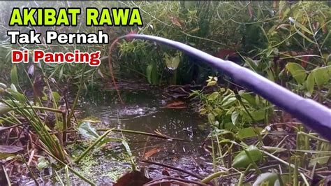 Mancing Ikan Betok Jumbo Ikan Betok Monster Pomolelor Youtube