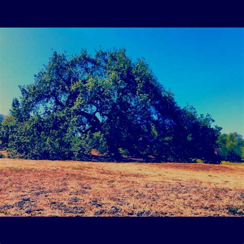 Beautiful Oak Tree In Thousand Oaks California Thousand Oaks