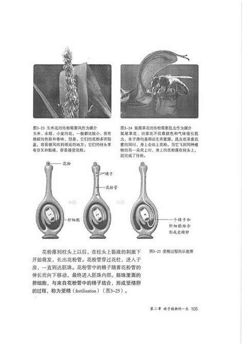 《第三节 开花和结果》2012年审定人教版七年级生物上册初中课本 中学课本网