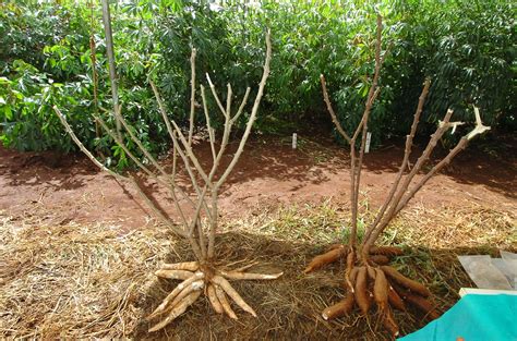 Abovecapricorn Cassava A Crop For Now And The Future