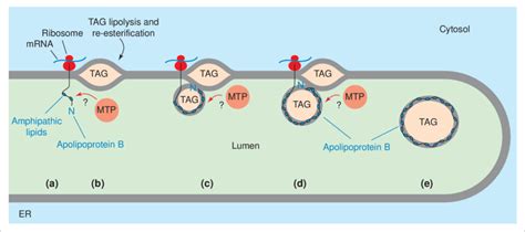 A Cotranslational Model For Hepatic Assembly Of Very Low Density