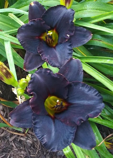 Daylily Hemerocallis Black Fury In The Daylilies Database Garden Org