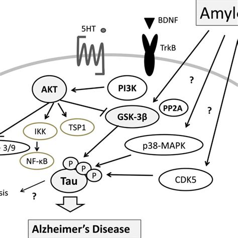 Schematic Structures Of Human Akt And Gsk Protein The Predicted