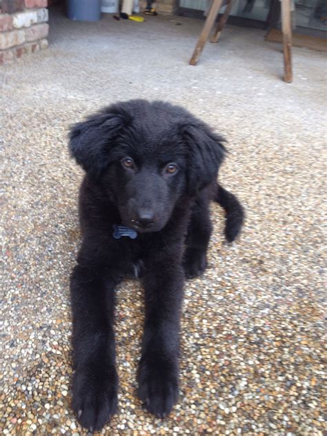 Black Labrador Golden Retriever Mix Puppies