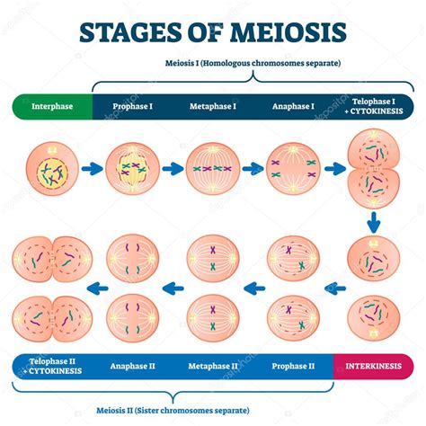 Etapas de la ilustración vectorial de meiosis. Esquema de proceso de ...