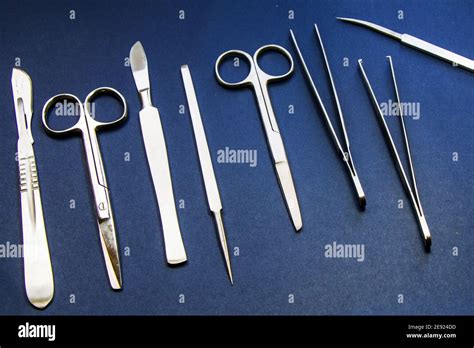 Dissecting Forceps Hi Res Stock Photography And Images Alamy