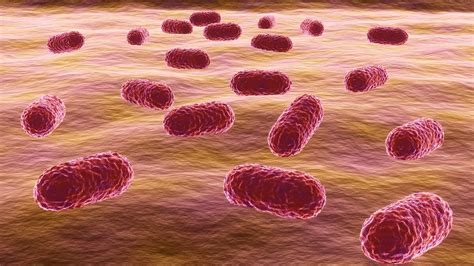 Acinetobacter bacteria survives months on hospital surfaces