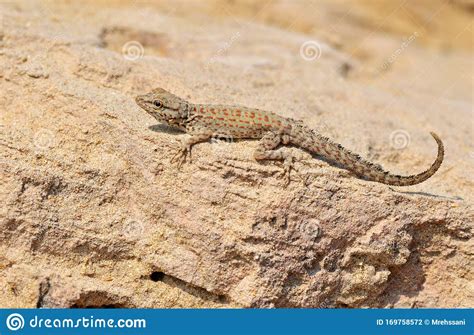 Pristurus Rupestris Persa Rock Gecko Ou Blanford Semaphore Gecko Foto