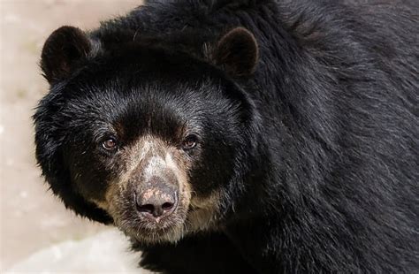 Andean Bear Spectacled Animal - Free photo on Pixabay