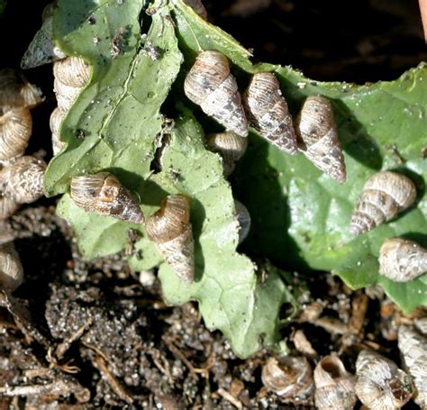 Snail and slug control | Agriculture and Food