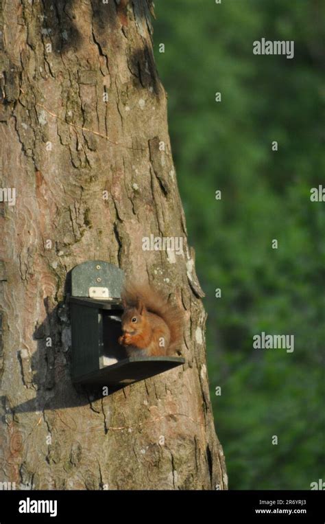 Ein rotes Eichhörnchen Sciurus vulgaris das sich in einem Garten in