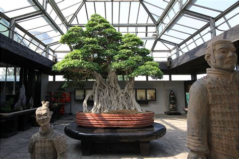 Six Of The Worlds Oldest Bonsai Bonsai Tree Gardener