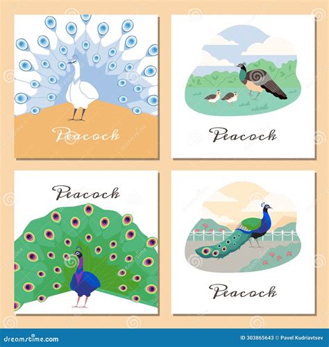 Peacocks Various Cards With Beautiful Colorful Birds Cartoon Vector Stock Vector