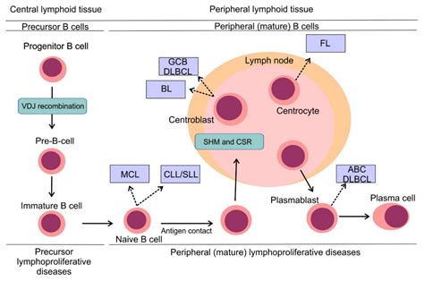 Cancers Free Full Text Bcl Proteins In Pathogenesis And Therapy