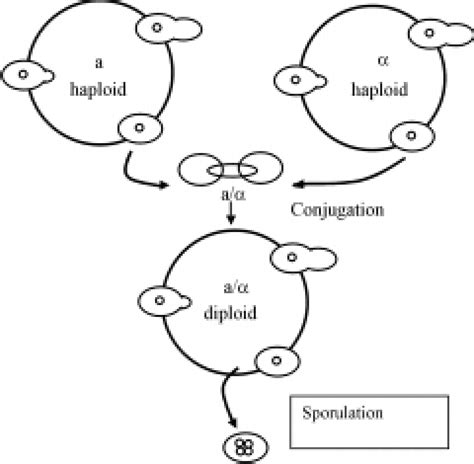 Saccharomyces Life Cycle