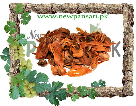 Mace (Javitri) jalwatri - New Pansari