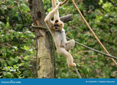 The Image of the Small Fluffy Monkey Stock Image - Image of mammal, mother: 12322993