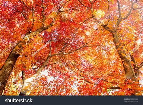 Maple Tree In Autumn In Korea Stock Photo 328303028 Shutterstock